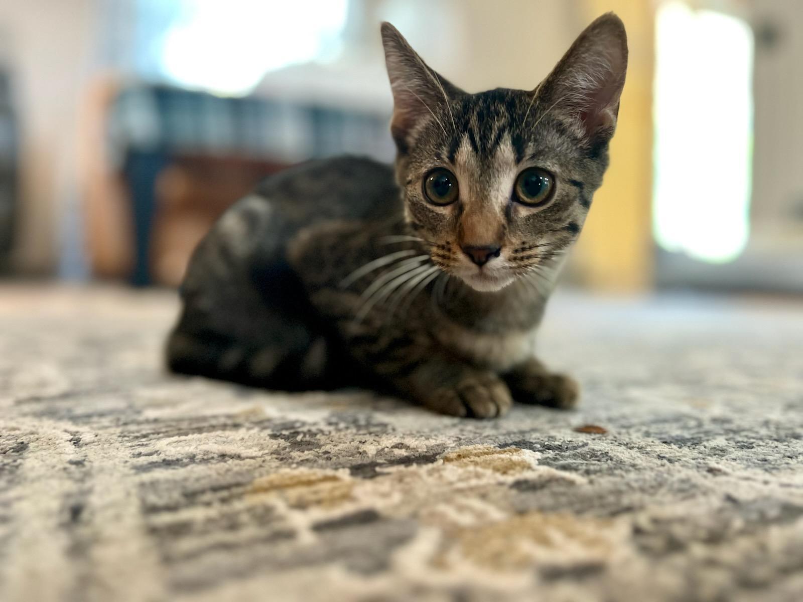 Delta Dawn