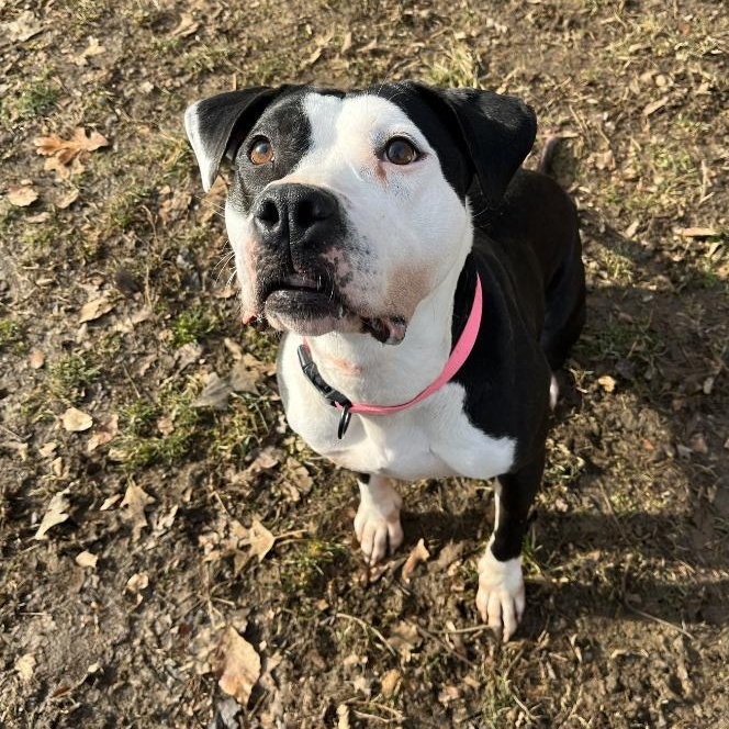 Enlarge Malie Marie, a ADOPTABLE Pit Bull Terrier in Prince Frederick, MD image 5/5
