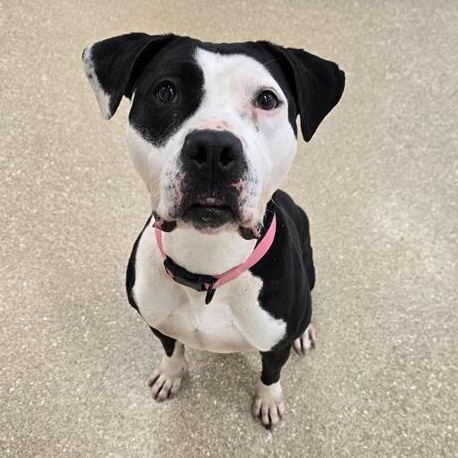 Enlarge Malie Marie, a ADOPTABLE Pit Bull Terrier in Prince Frederick, MD image 1/5