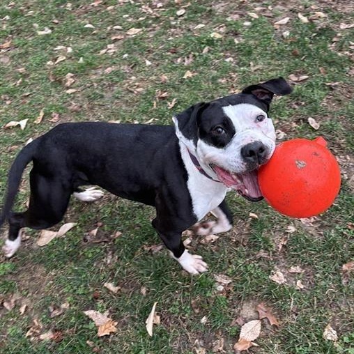 Enlarge Malie Marie, a ADOPTABLE Pit Bull Terrier in Prince Frederick, MD image 2/5