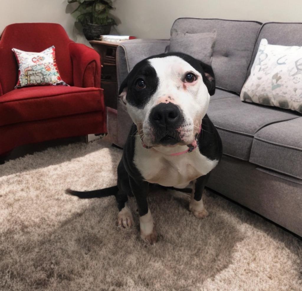 Enlarge Malie Marie, a ADOPTABLE Pit Bull Terrier in Prince Frederick, MD image 4/5