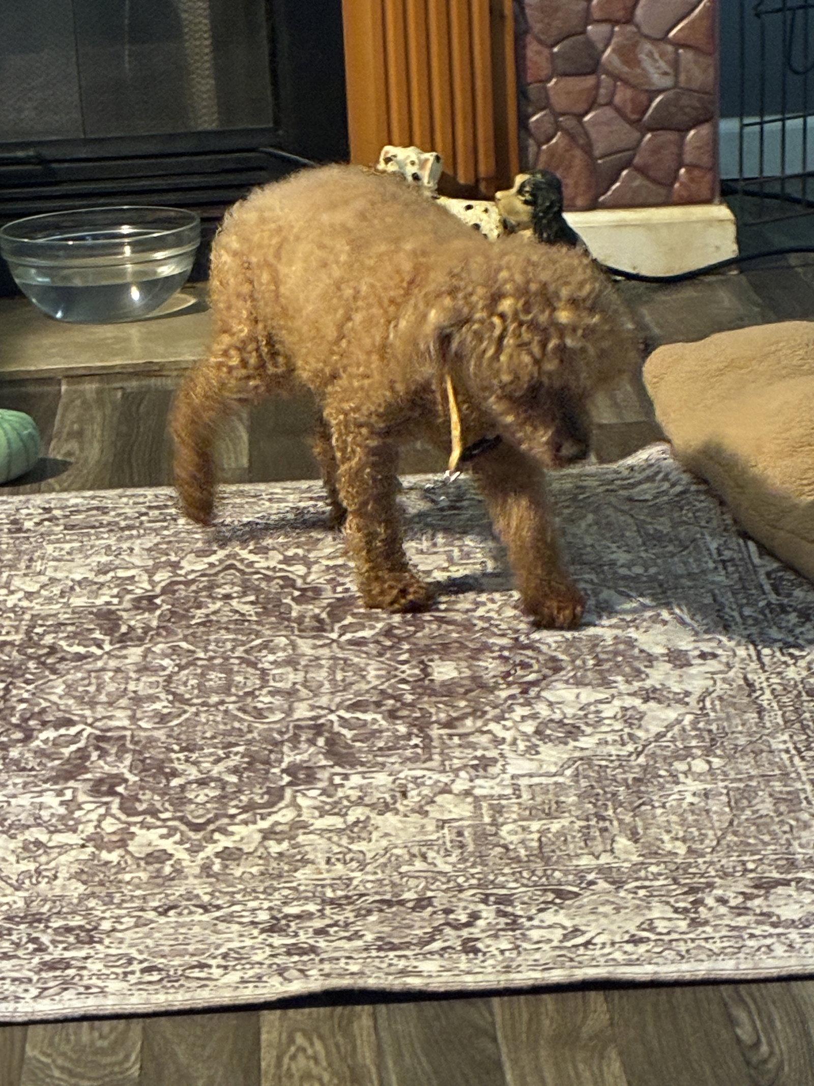 Enlarge Rusty, a Adoptable Poodle in Middlesex, NC image 1/1
