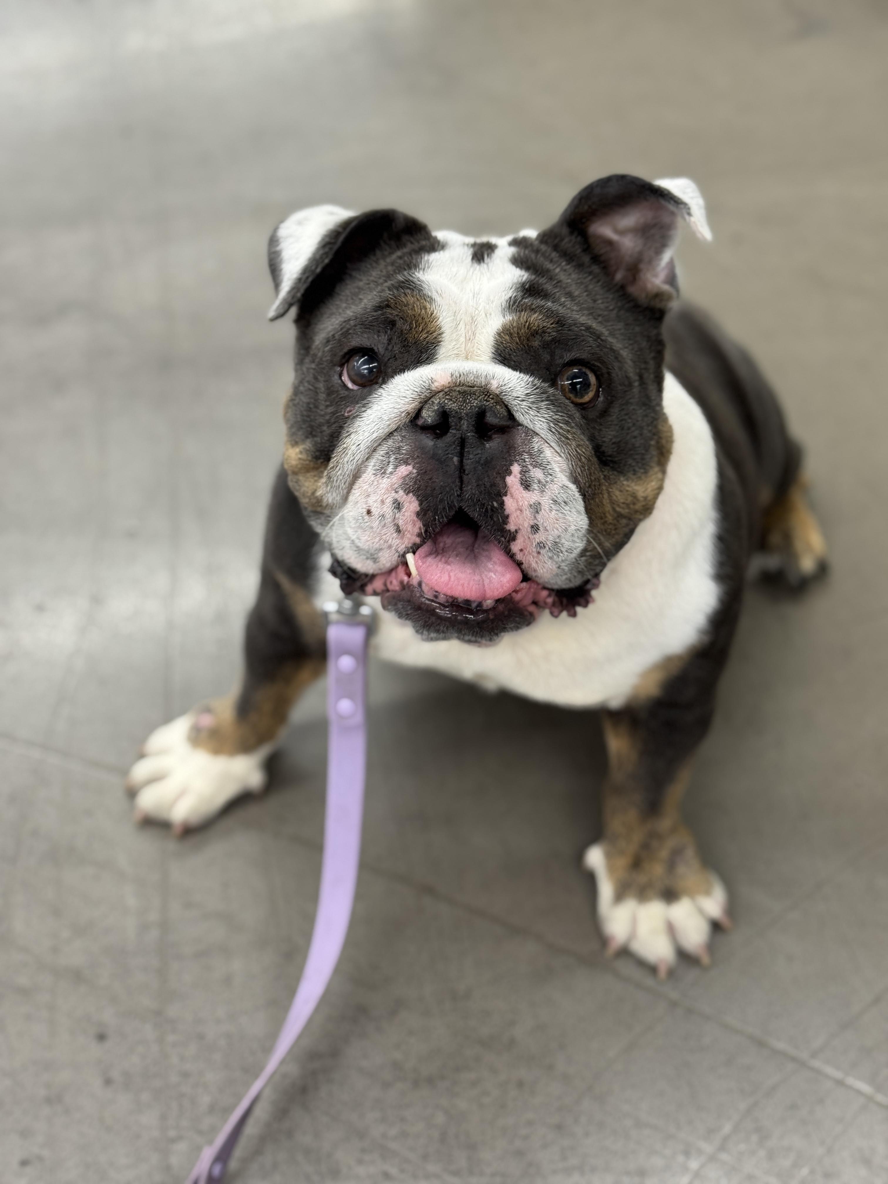 Lola