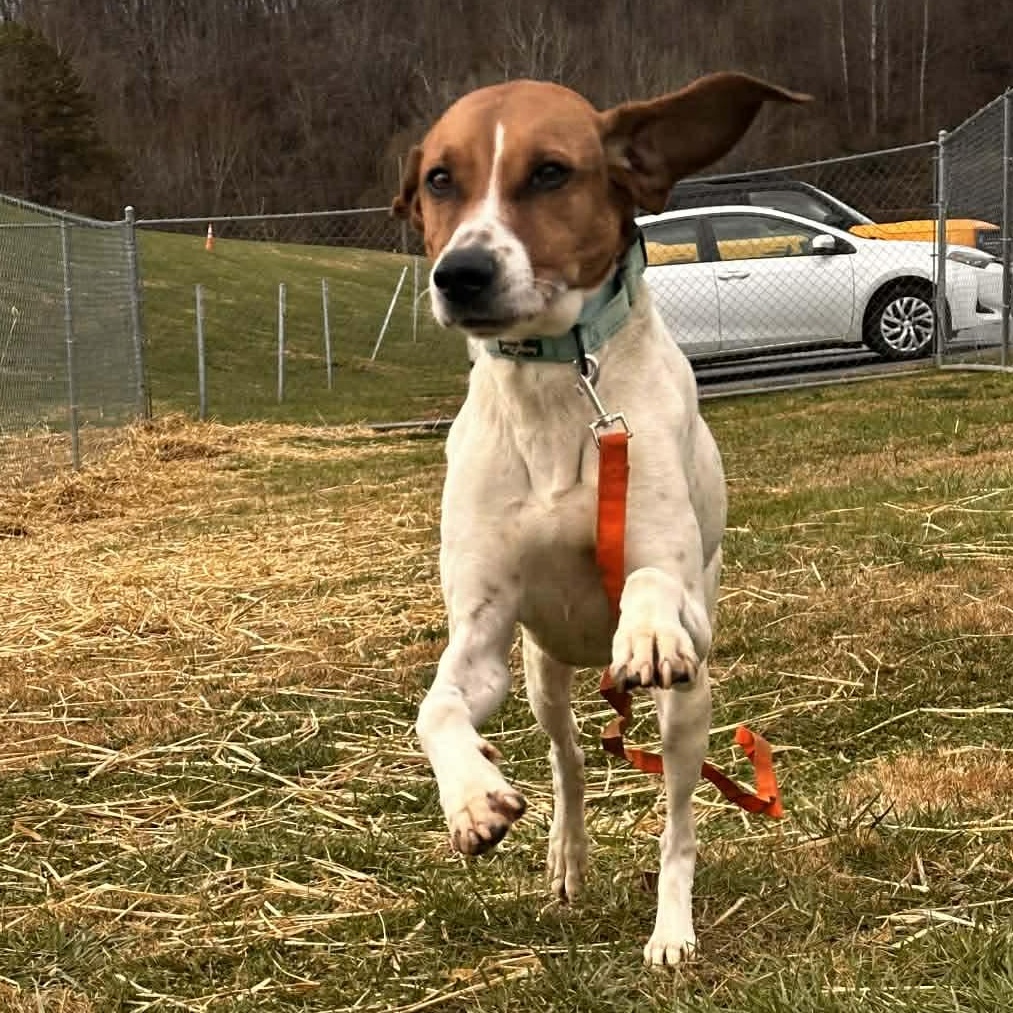Enlarge Fish, a ADOPTABLE mixed breed in Suffield, CT image 2/4