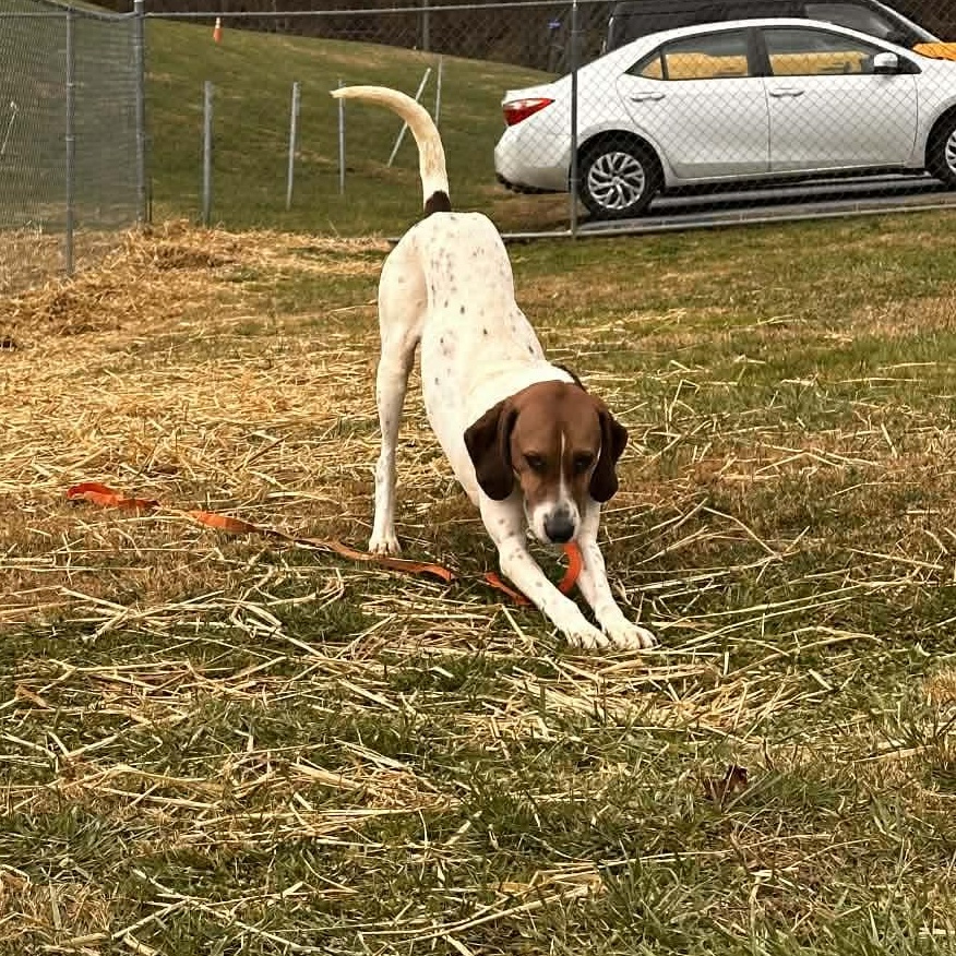 Enlarge Fish, a ADOPTABLE mixed breed in Suffield, CT image 3/4