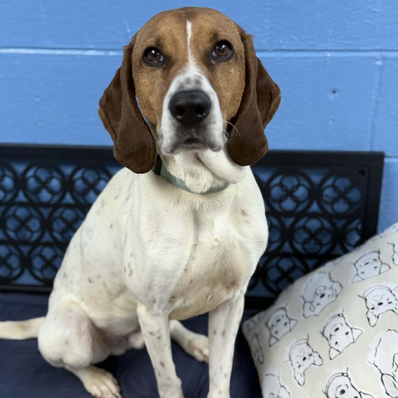 Fish, ADOPTABLE, Young Male Treeing Walker Coonhound & Hound.