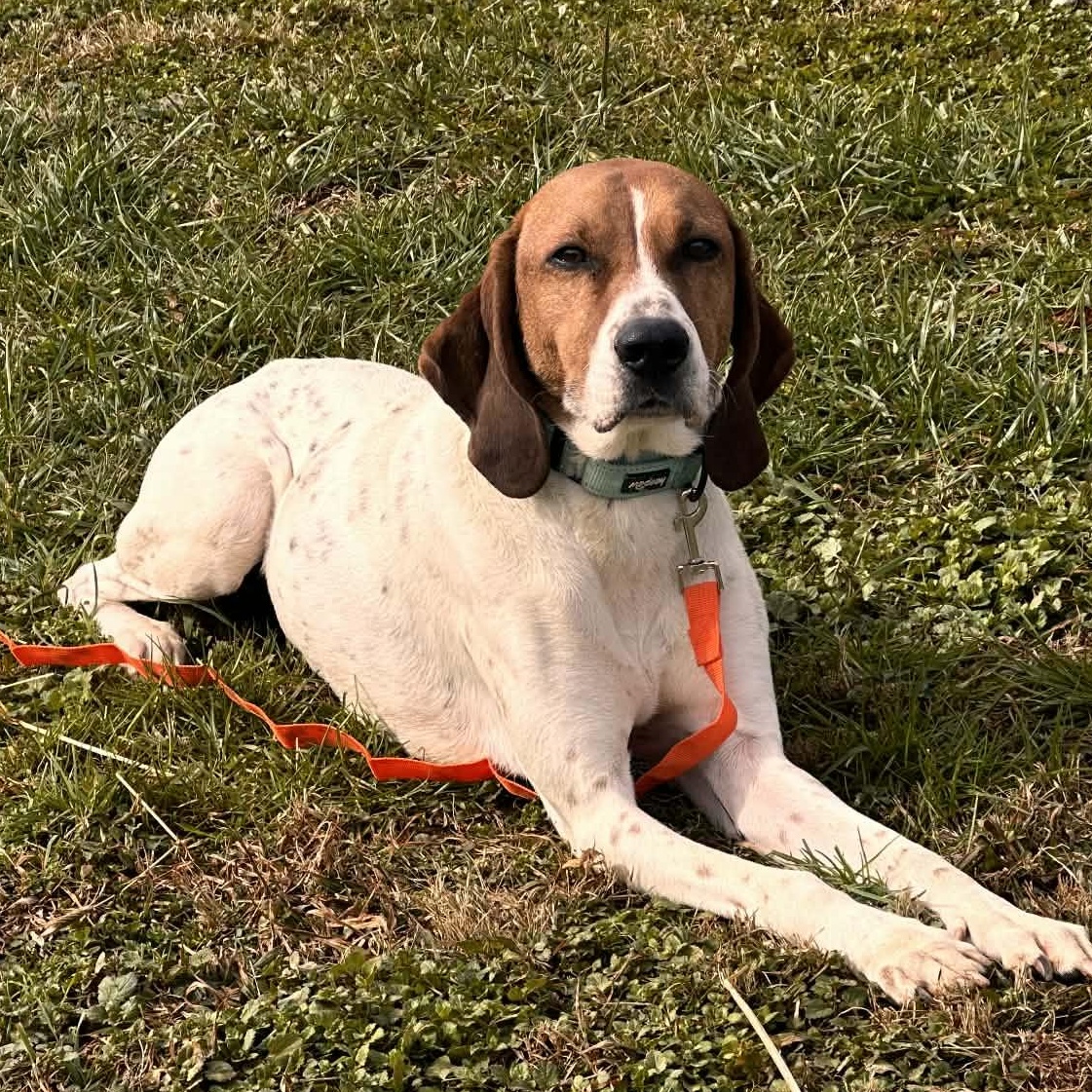 Enlarge Fish, a ADOPTABLE mixed breed in Suffield, CT image 1/4