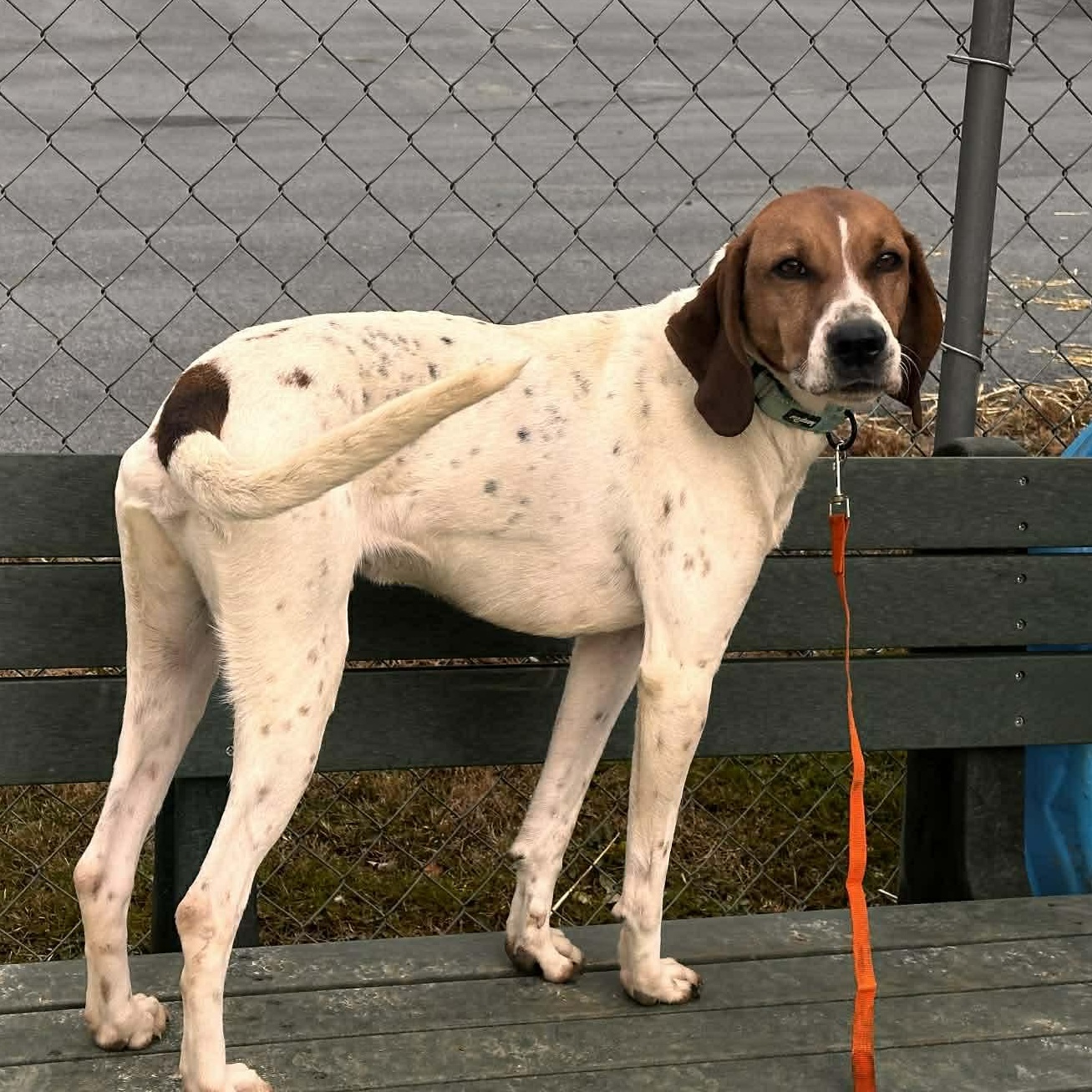 Enlarge Fish, a ADOPTABLE mixed breed in Suffield, CT image 4/4