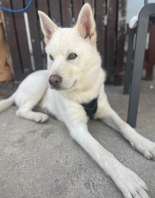 Enlarge Bonbom, a Adopted mixed breed in Los Angeles, CA image 3/6