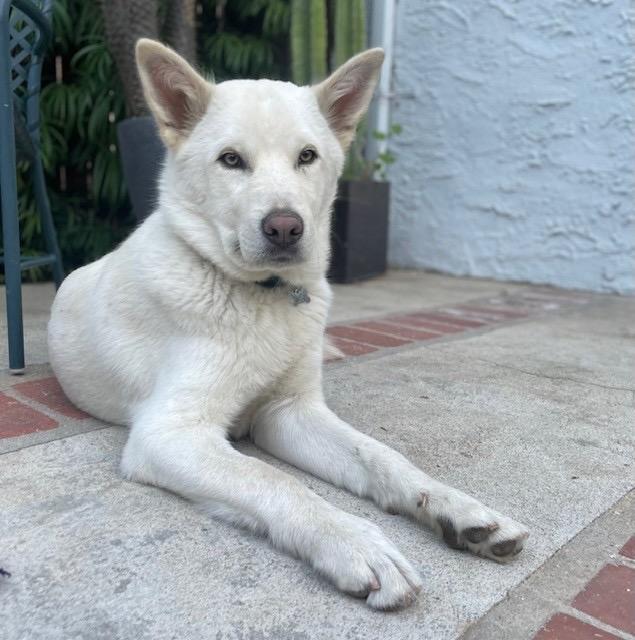 Enlarge Bonbom, a Adopted mixed breed in Los Angeles, CA image 2/6