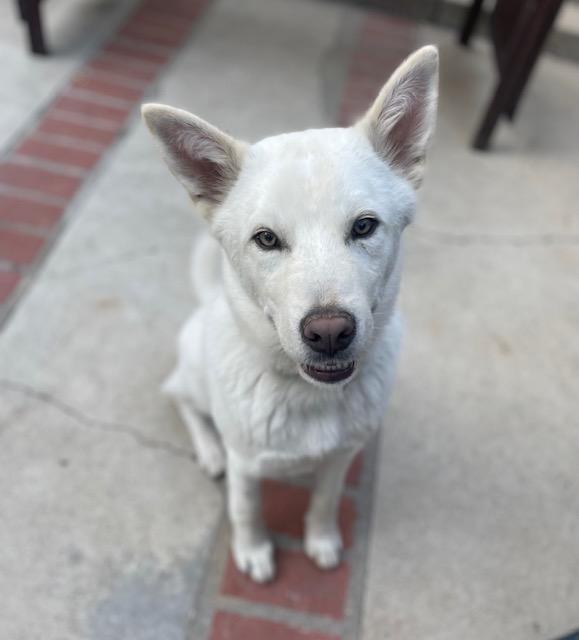 Enlarge Bonbom, a Adopted mixed breed in Los Angeles, CA image 1/6