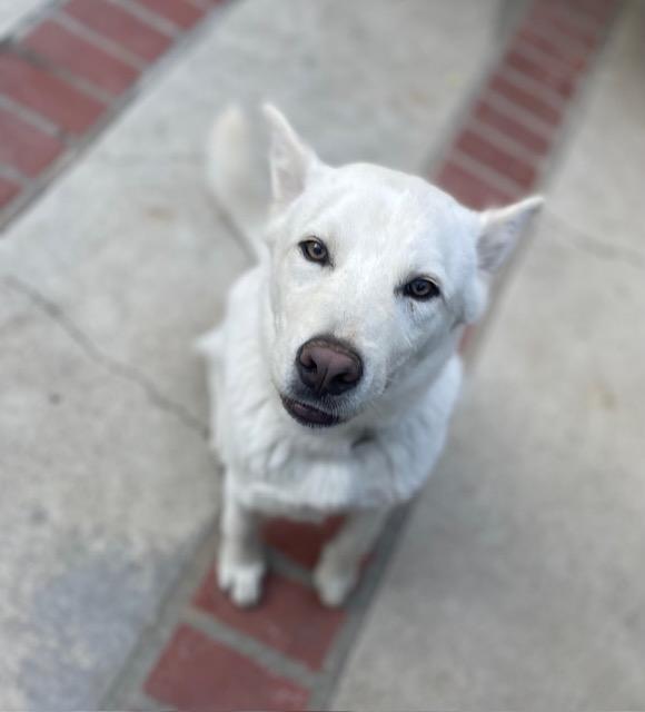 Enlarge Bonbom, a Adopted mixed breed in Los Angeles, CA image 4/6
