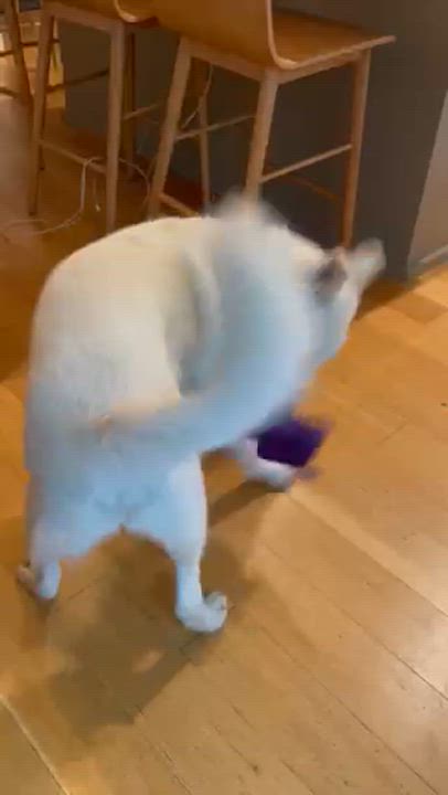 Enlarge Bonbom, a Adopted mixed breed in Los Angeles, CA video 5/6