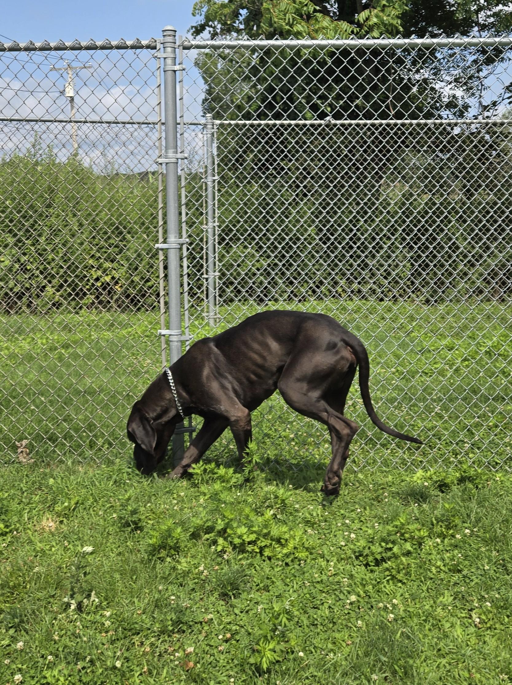 Beau, a ADOPTABLE Great Dane in Milford, CT image 4/4