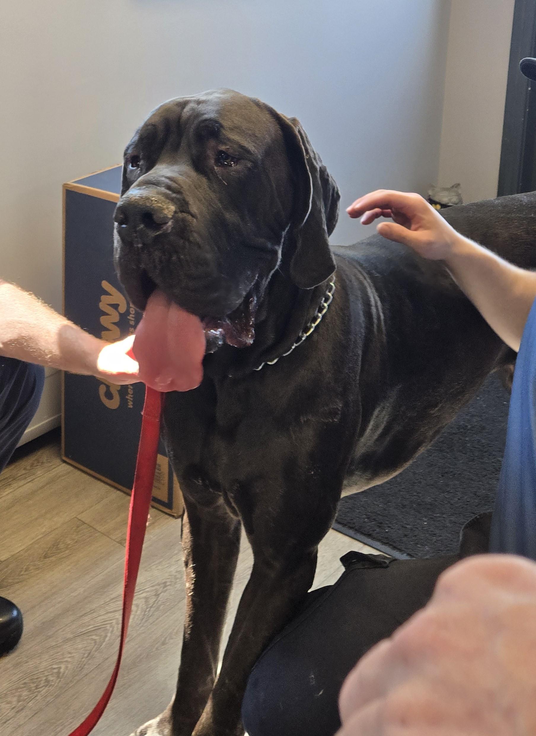 Beau, a ADOPTABLE Great Dane in Milford, CT image 2/4