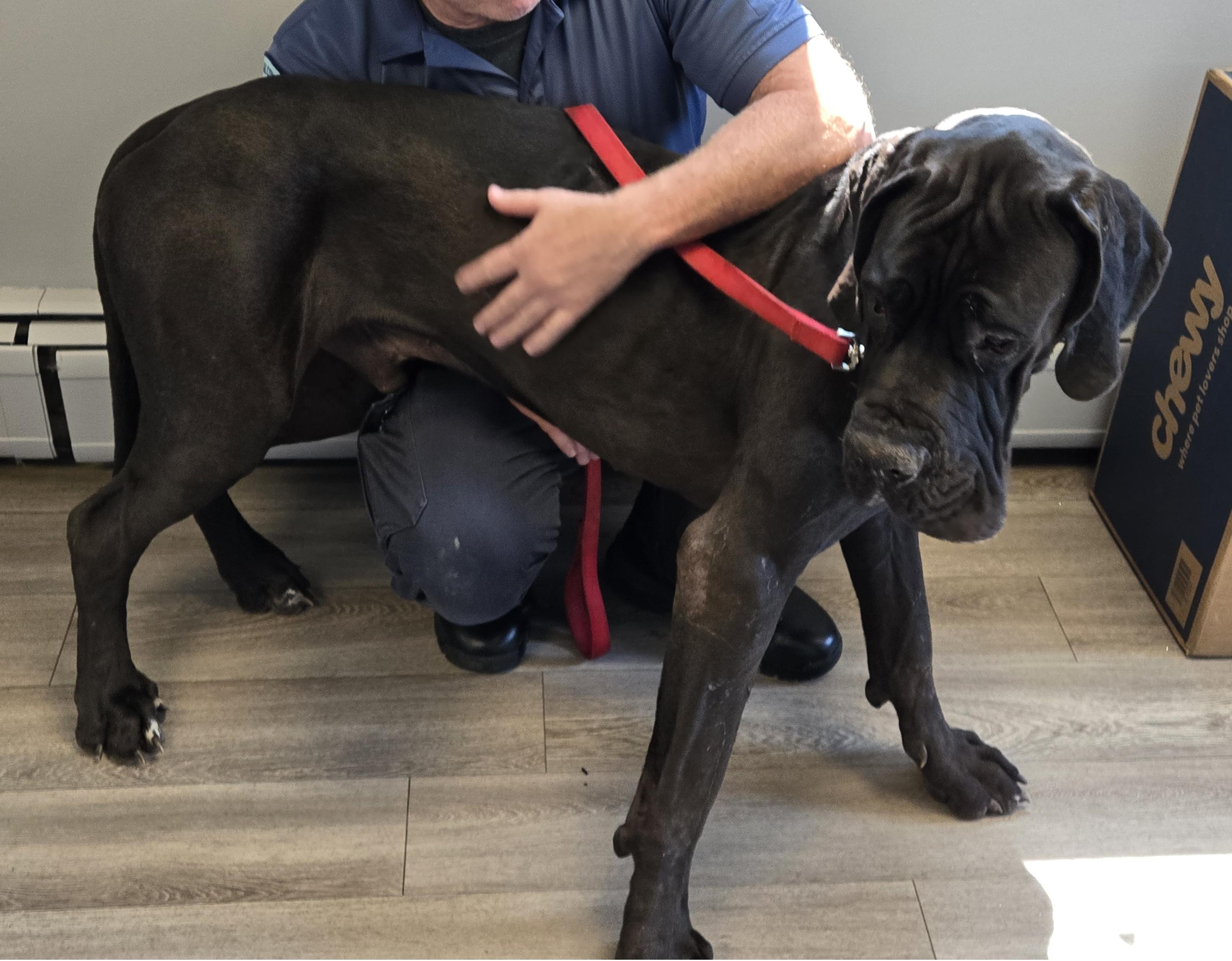 Beau, a ADOPTABLE Great Dane in Milford, CT image 3/4