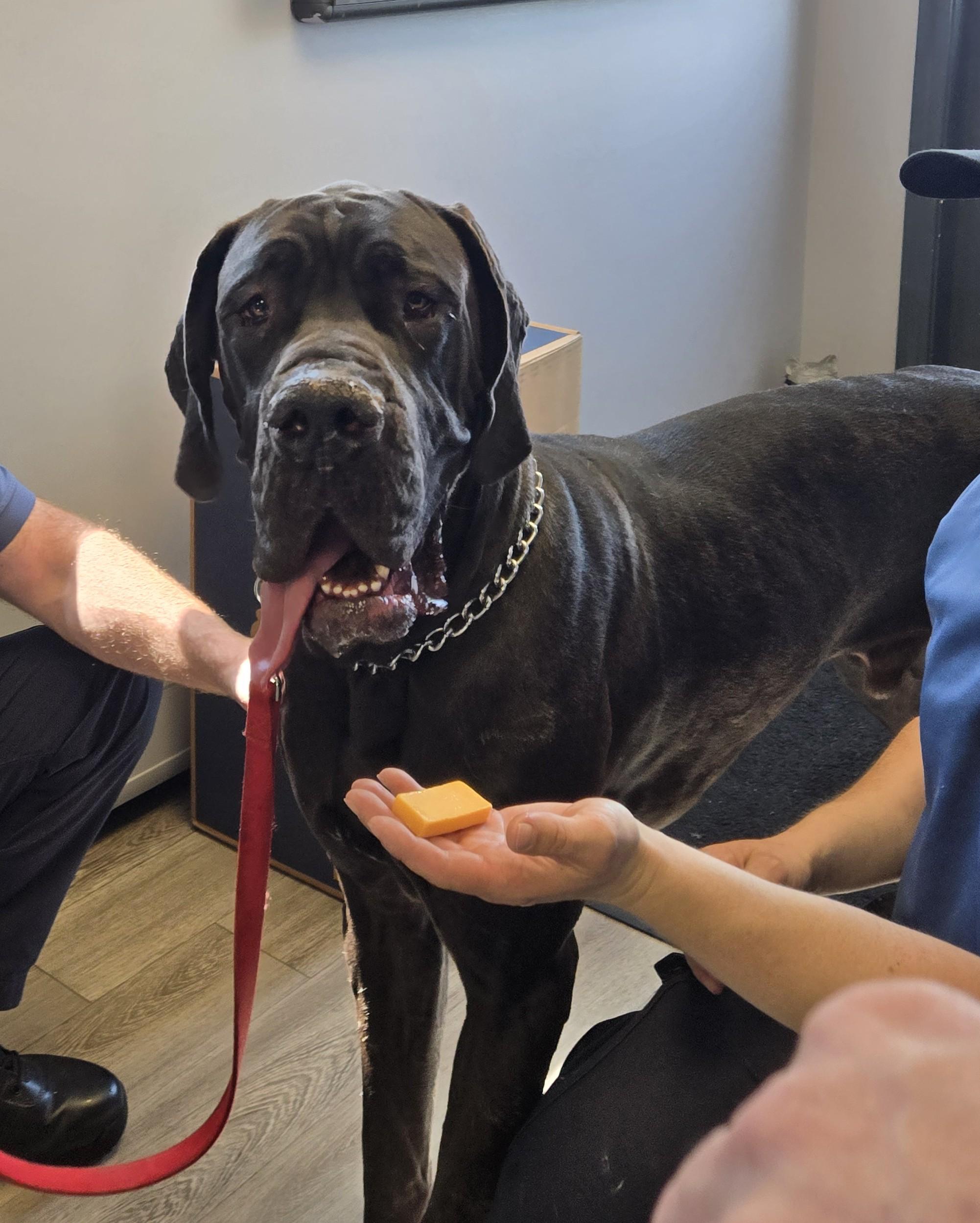 Beau, a ADOPTABLE Great Dane in Milford, CT image 1/4