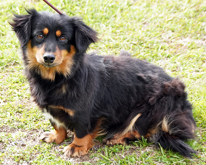 Dog for adoption Noelle, a Dachshund Mix in Maynardville, TN Petfinder