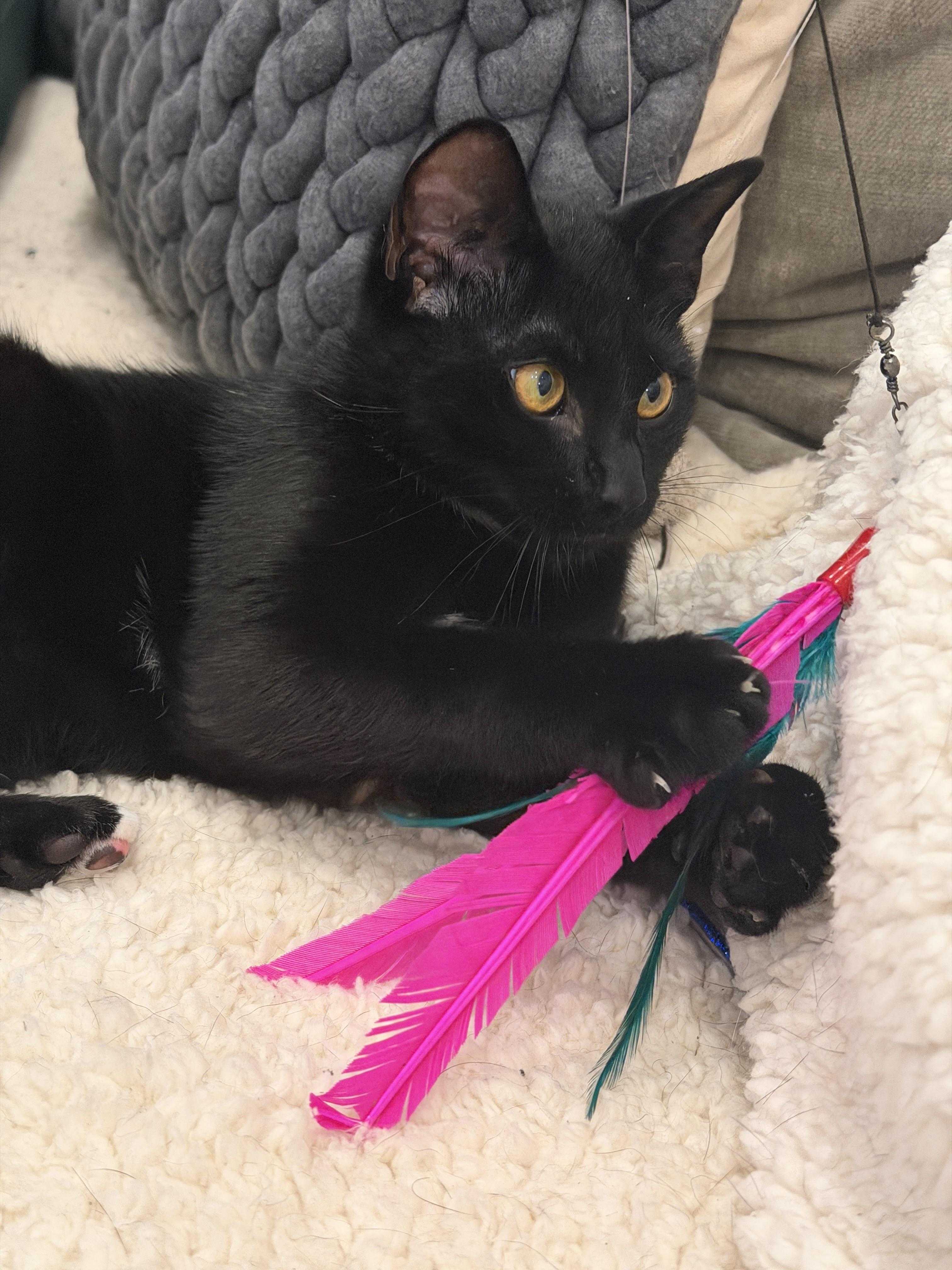 Enlarge Longchamp, a Adopted Domestic Short Hair in brooklyn, NY image 6/6