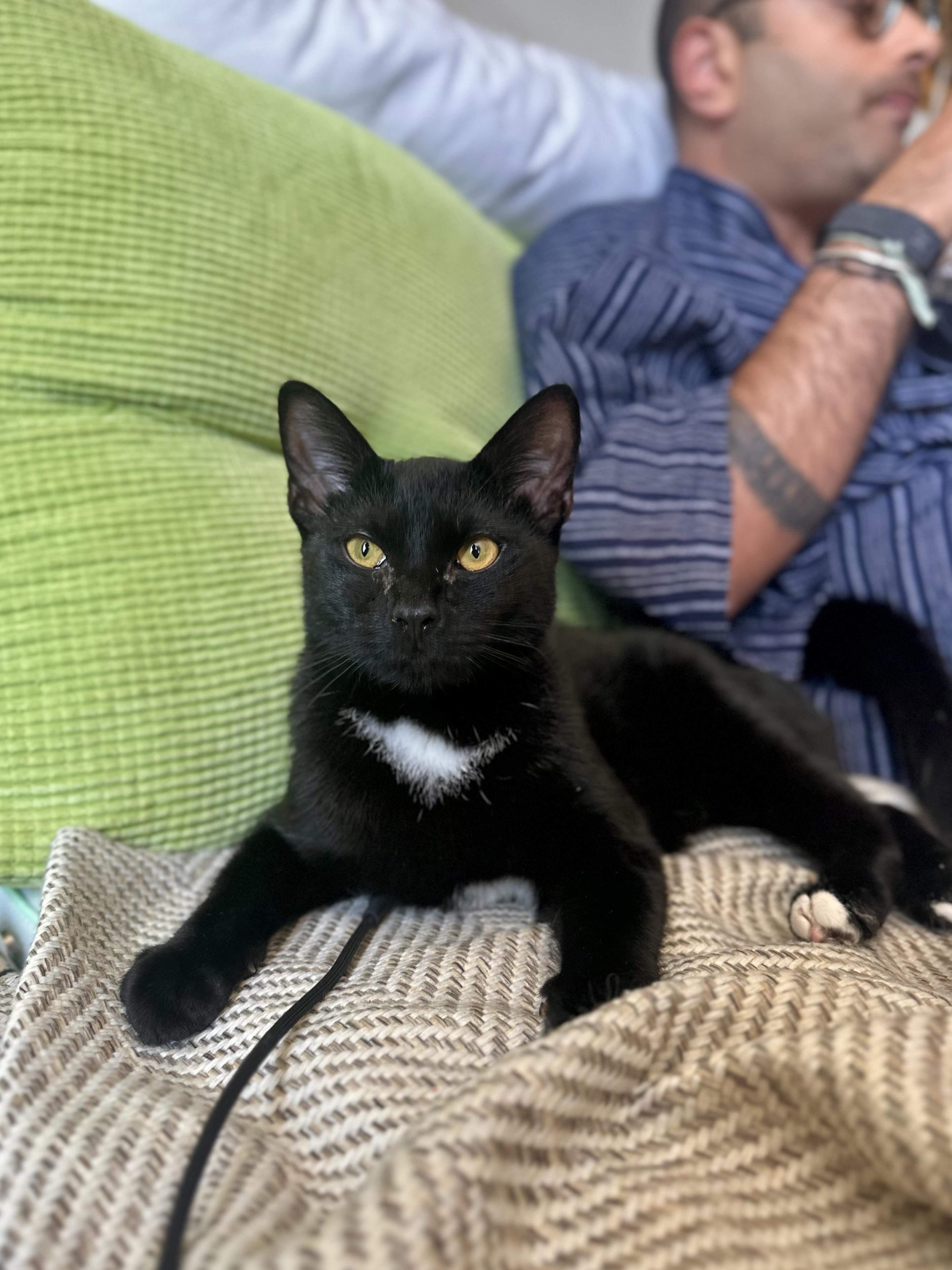 Longchamp, Adopted, Young Male Domestic Short Hair.
