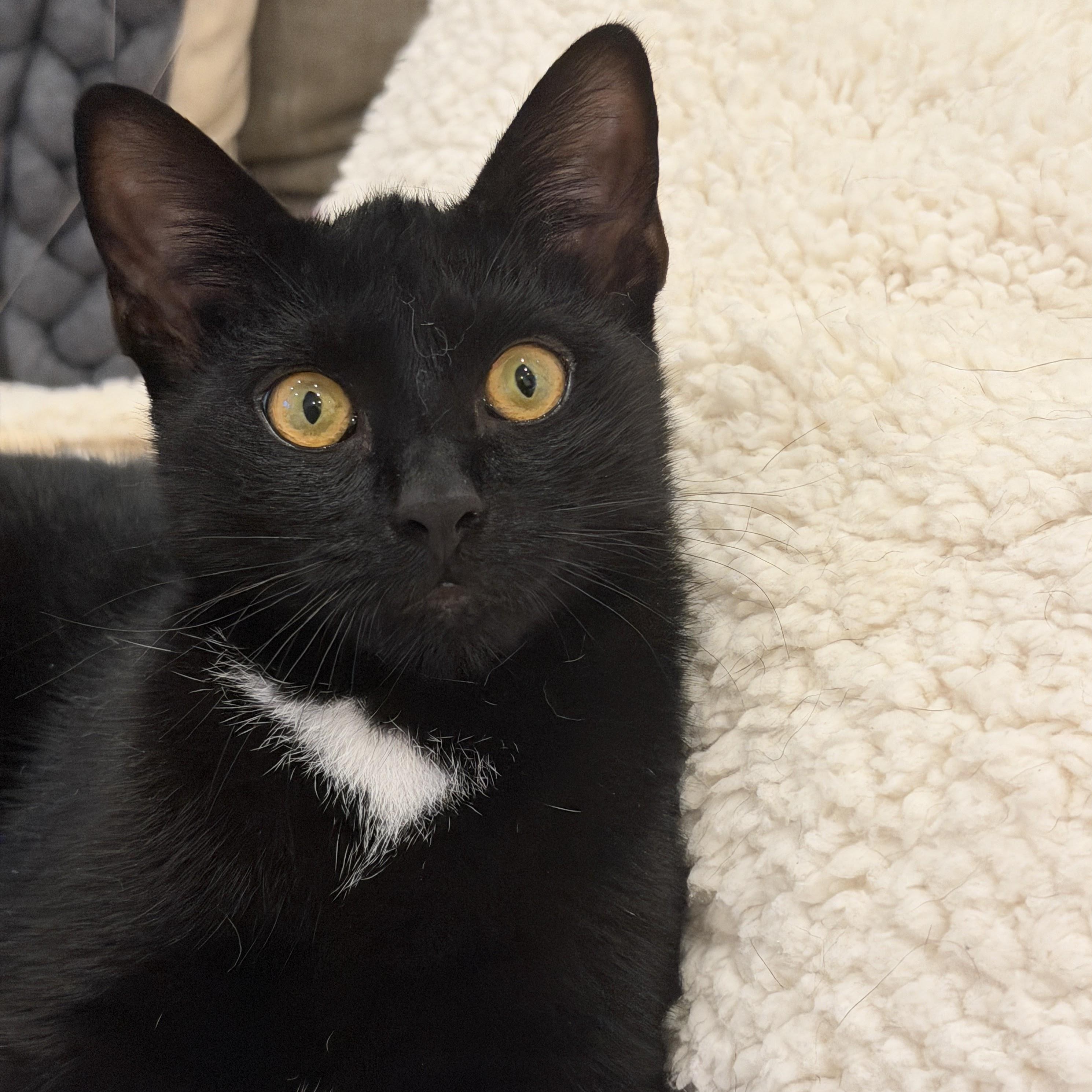 Enlarge Longchamp, a Adopted Domestic Short Hair in brooklyn, NY image 4/6