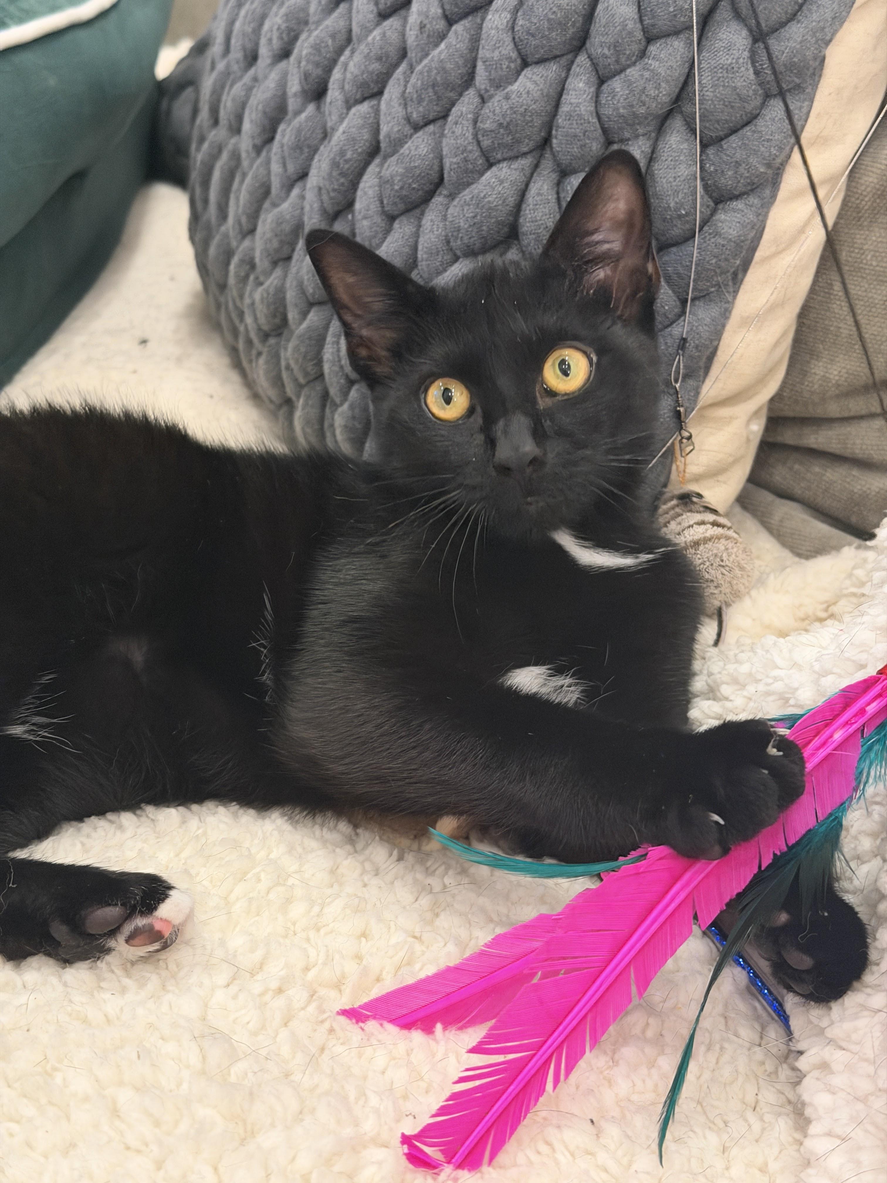 Enlarge Longchamp, a Adopted Domestic Short Hair in brooklyn, NY image 2/6