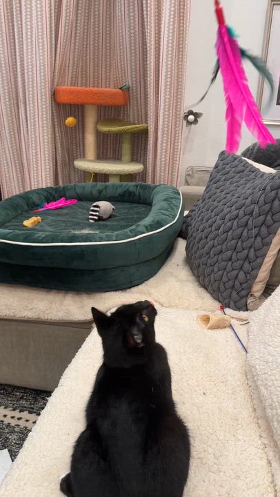 Enlarge Longchamp, a Adopted Domestic Short Hair in brooklyn, NY video 3/6