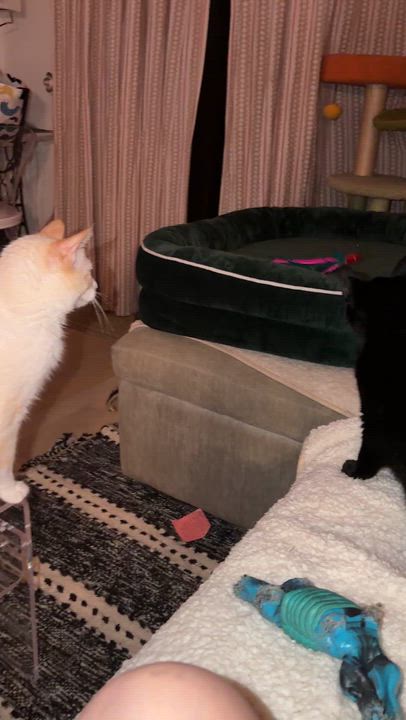 Enlarge Longchamp, a Adopted Domestic Short Hair in brooklyn, NY video 5/6