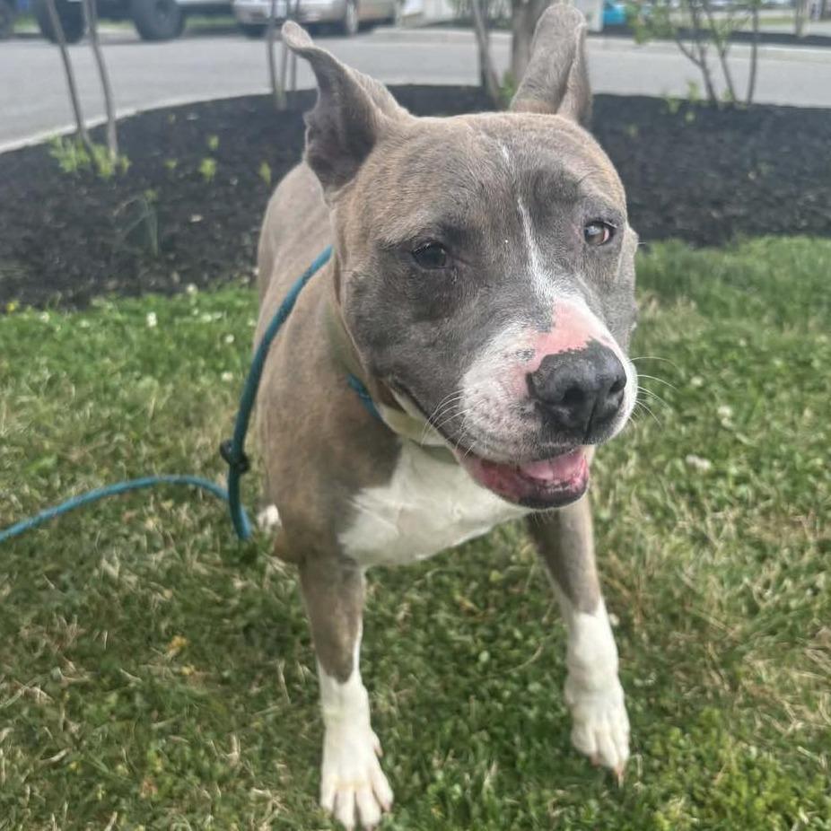 Enlarge Lulu, a Adoptable Pit Bull Terrier in Rocky Mount, VA image 1/2