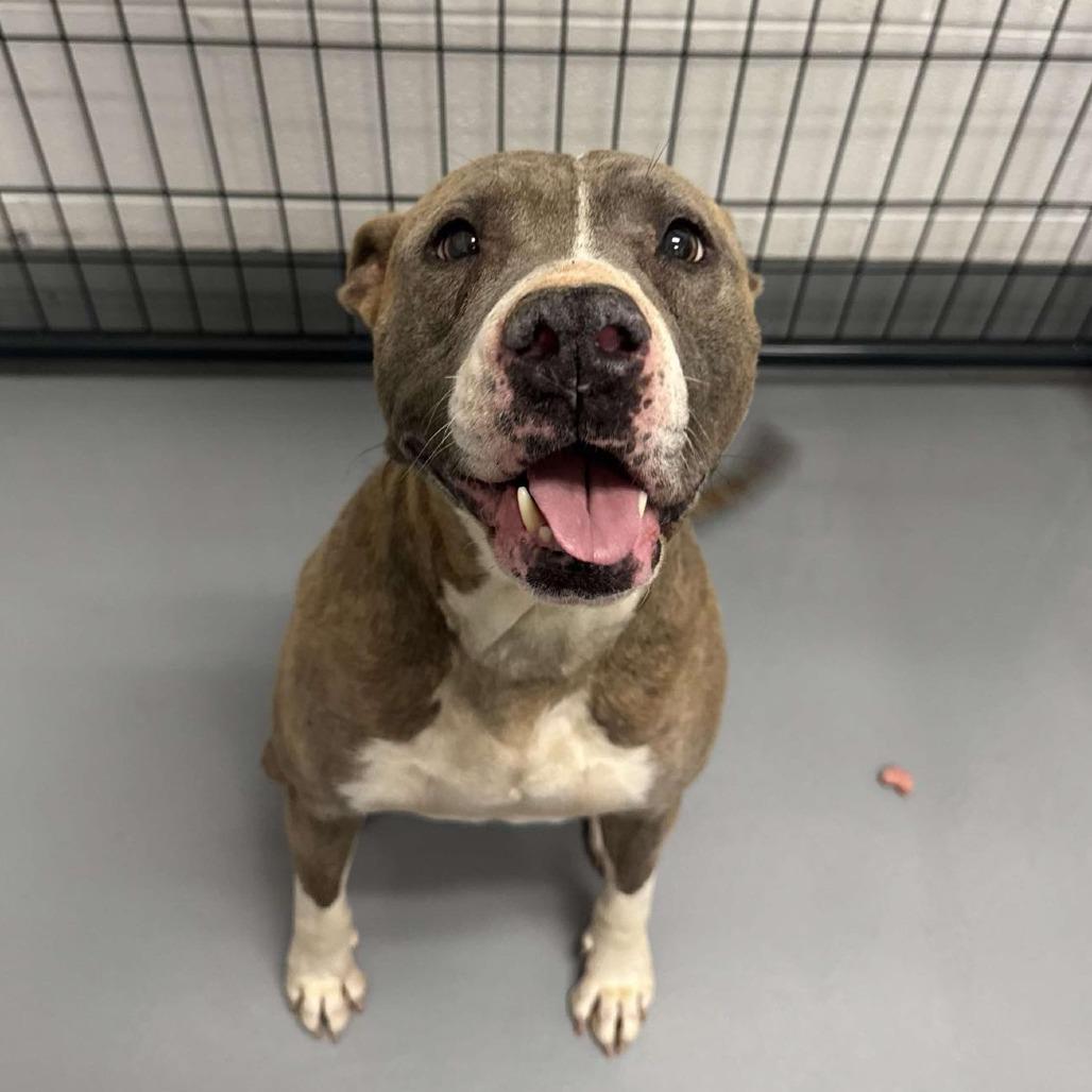 Enlarge Lulu, a Adoptable Pit Bull Terrier in Rocky Mount, VA image 1/1