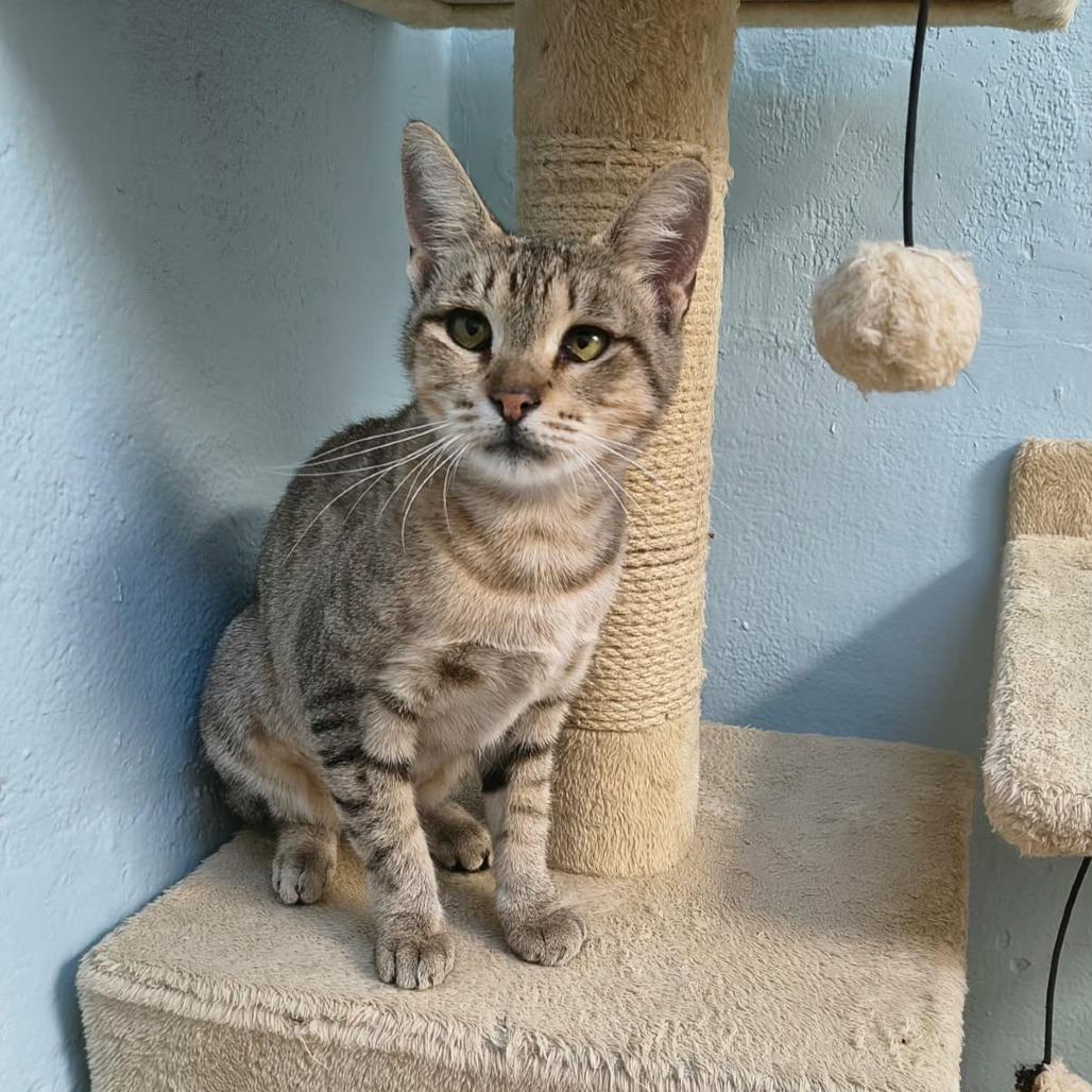 Adrienne, Adoptable, Young Female Domestic Short Hair.