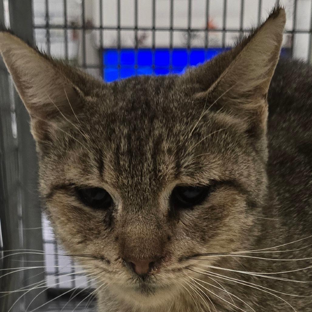Adrienne, a Adoptable Domestic Short Hair in Las Cruces, NM image 2/6