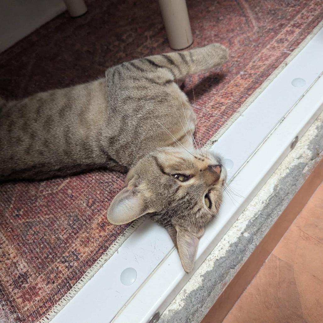 Adrienne, a Adoptable Domestic Short Hair in Las Cruces, NM image 3/6
