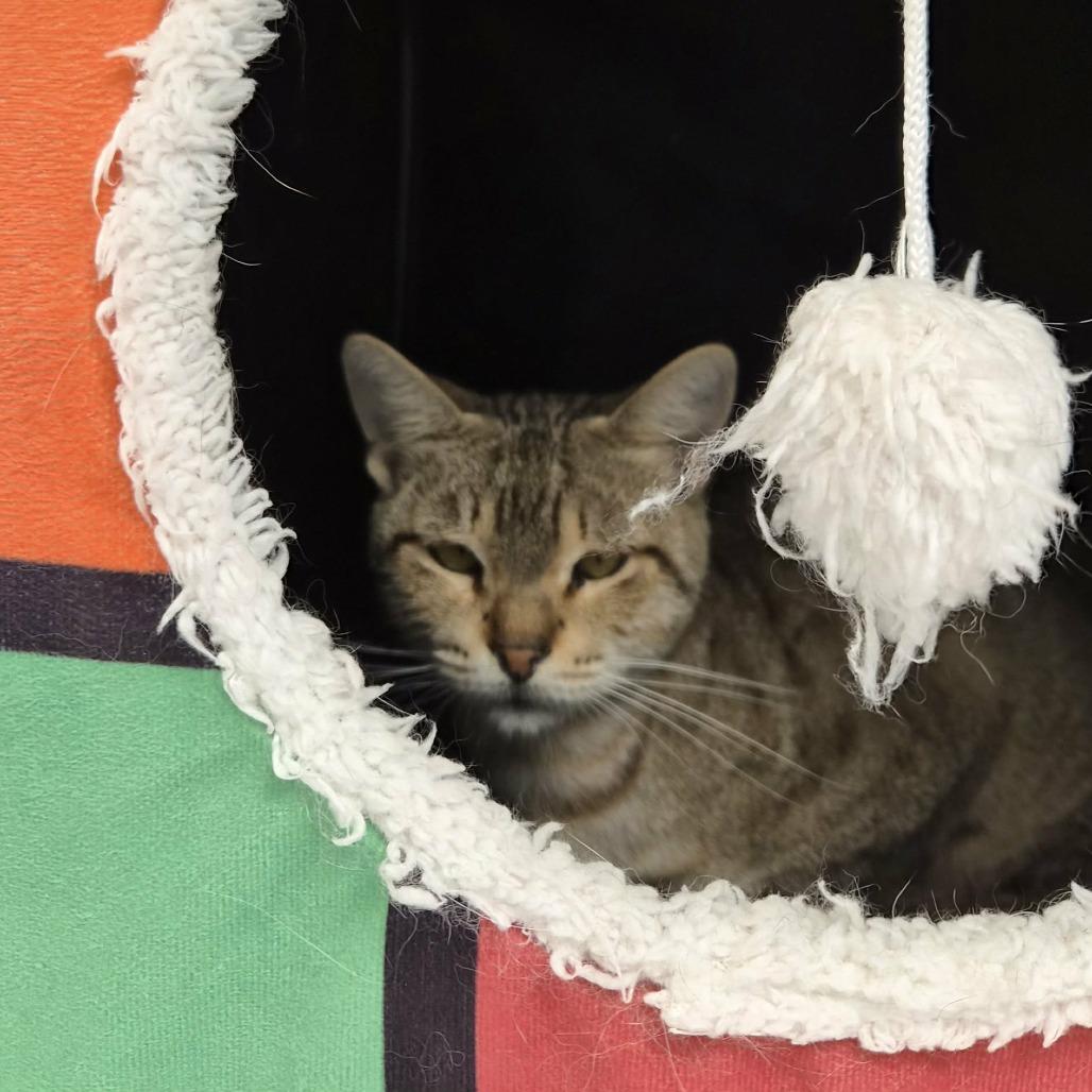 Adrienne, a Adoptable Domestic Short Hair in Las Cruces, NM image 4/6