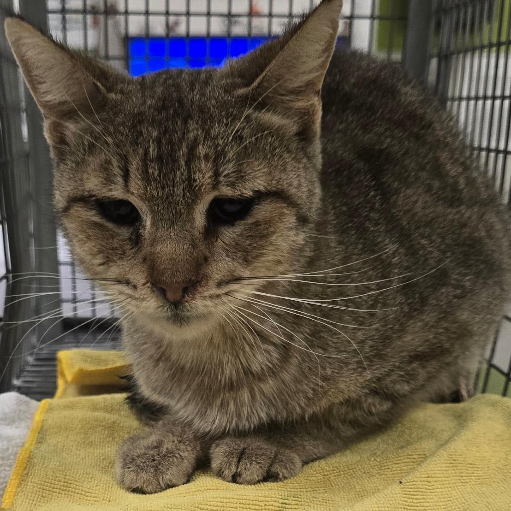 Adrienne, a Adoptable Domestic Short Hair in Las Cruces, NM image 5/6