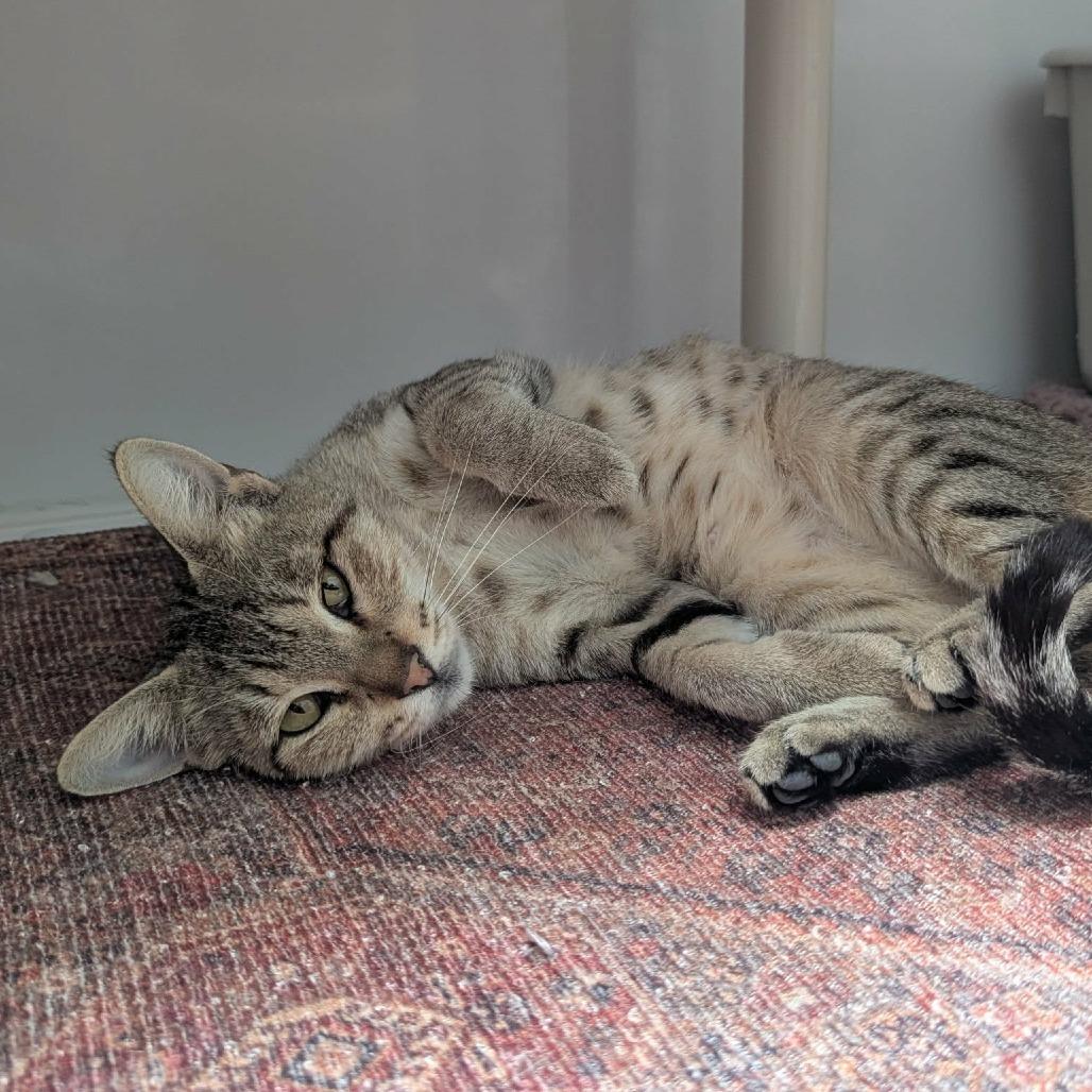 Adrienne, a Adoptable Domestic Short Hair in Las Cruces, NM image 6/6