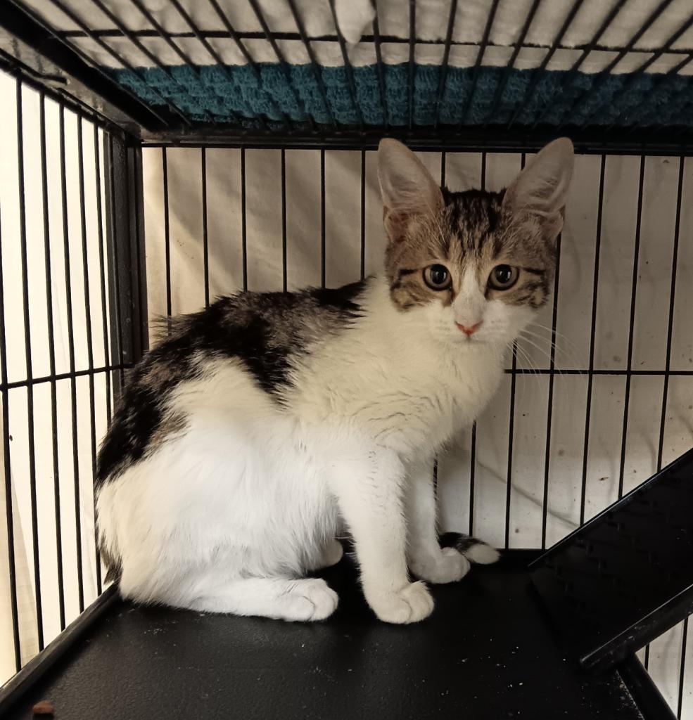 Emma, Adoptable, Kitten Female Domestic Short Hair.