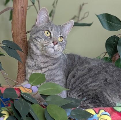 Bean, a Adoptable mixed breed in Hastings, NE image 1/3