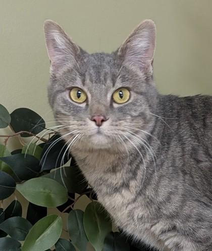 Bean, a Adoptable mixed breed in Hastings, NE image 2/3