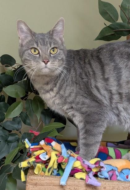 Bean, Adoptable, Young Male Domestic Short Hair & Domestic Short Hair.