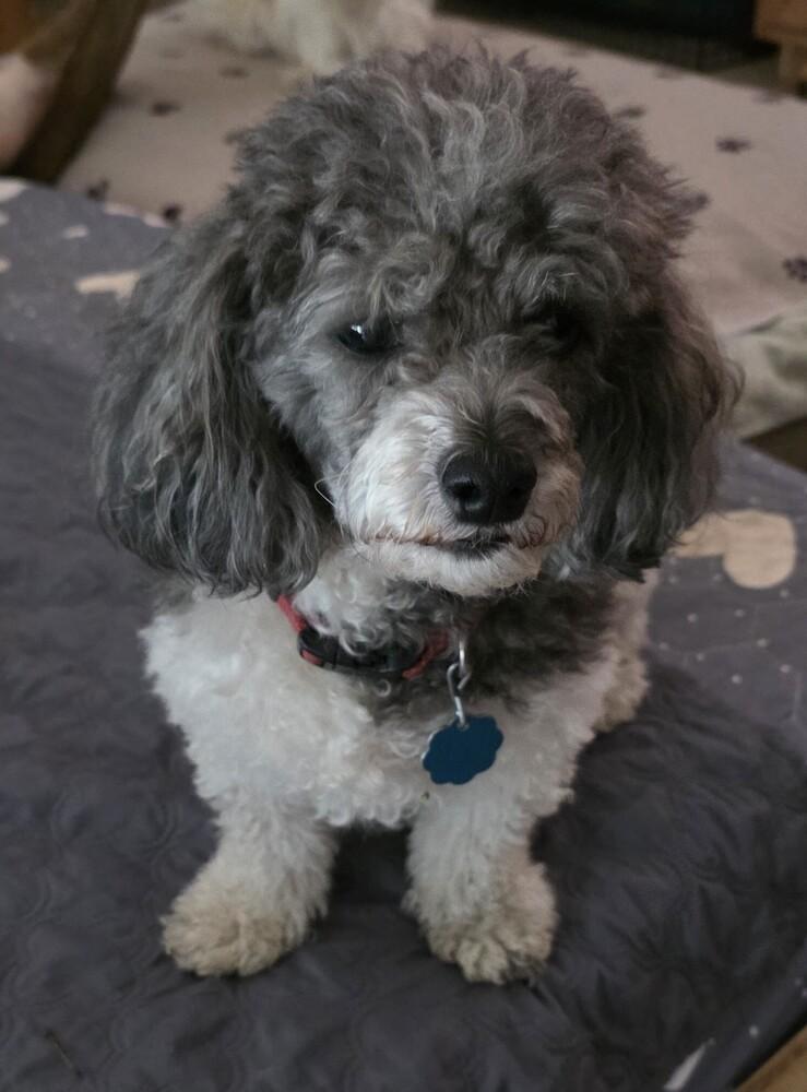 Leo, Adoptable, Young Male Poodle.