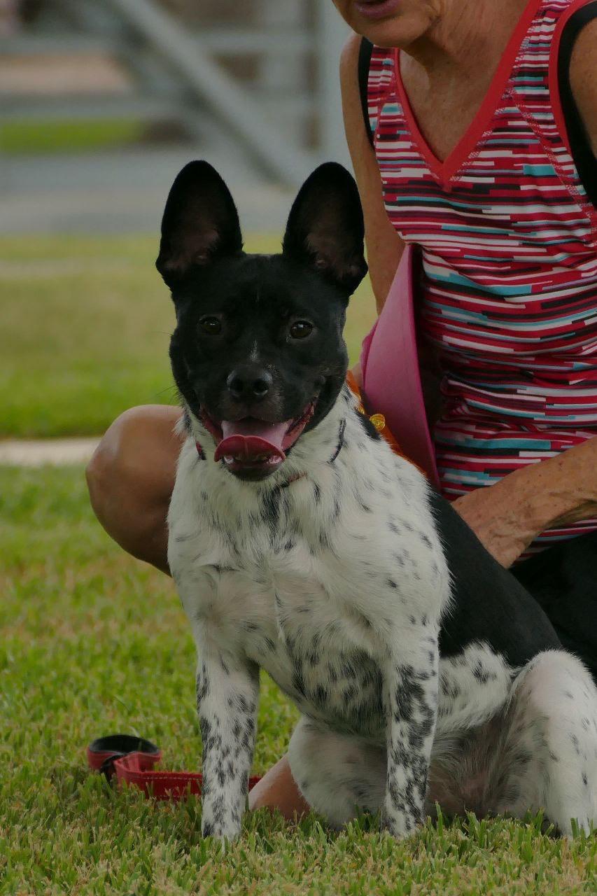 Wiggles, an adoptable Mixed Breed in Deer Park, TX image 1/4