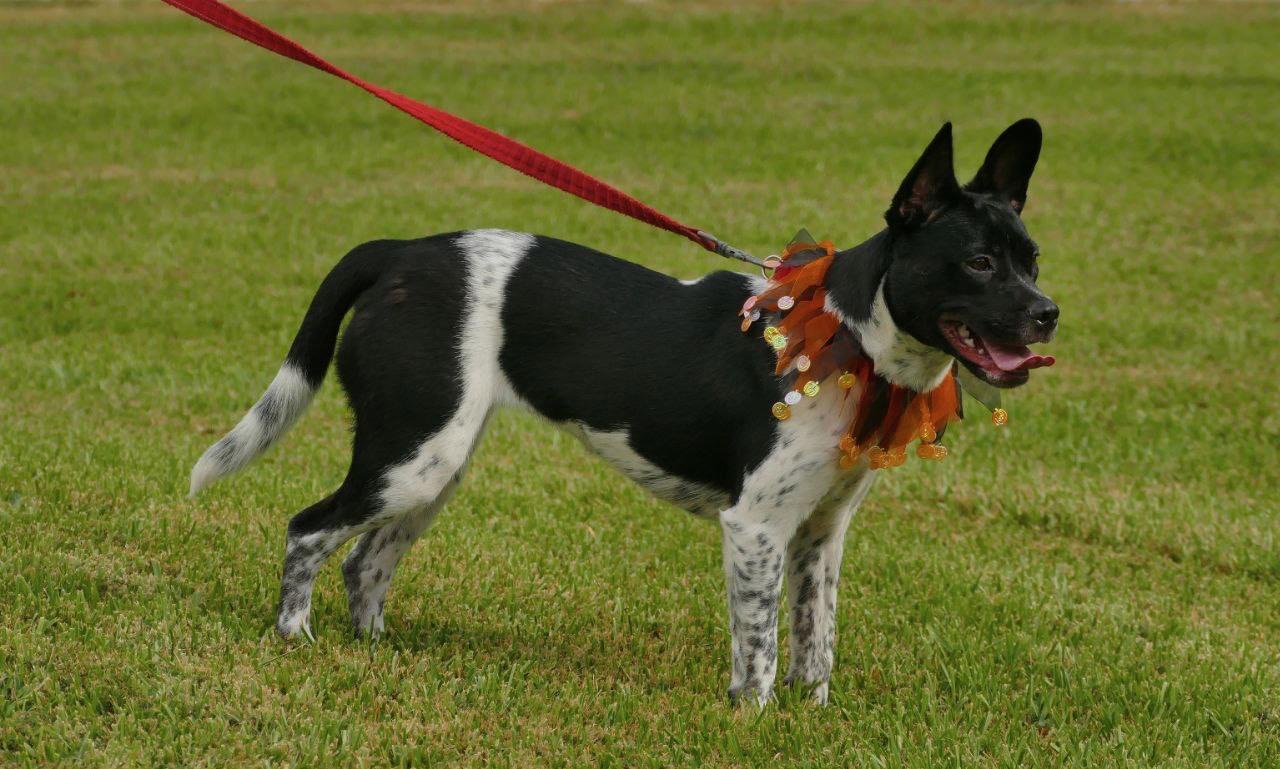 Wiggles, an adoptable Mixed Breed in Deer Park, TX image 2/4