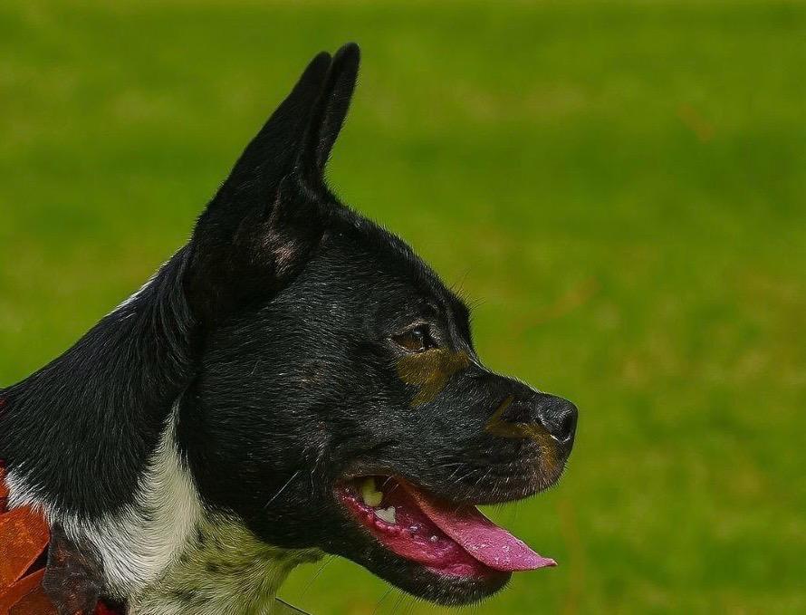 Wiggles, an adoptable Mixed Breed in Deer Park, TX image 3/4