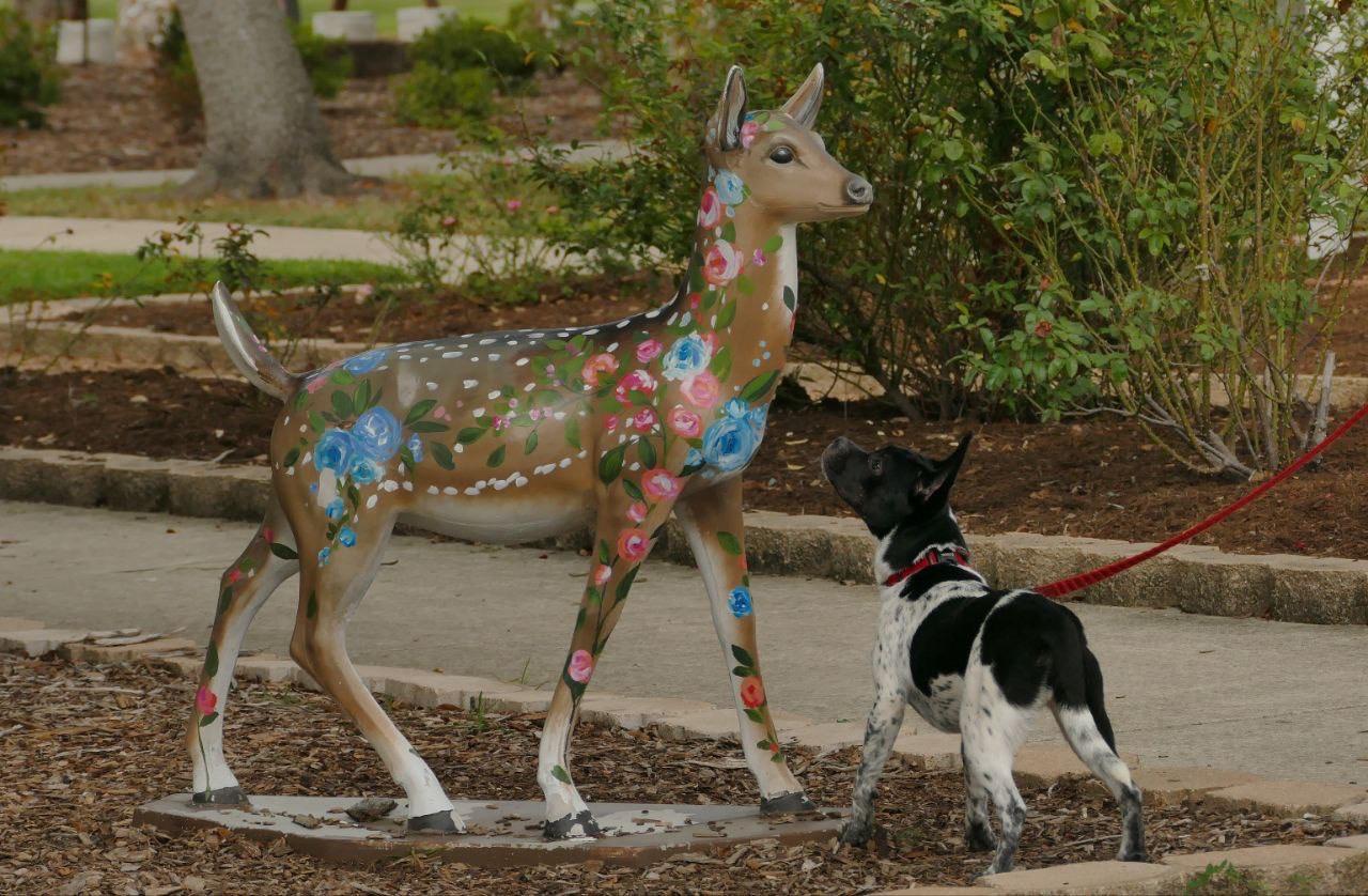 Wiggles, an adoptable Mixed Breed in Deer Park, TX image 4/4