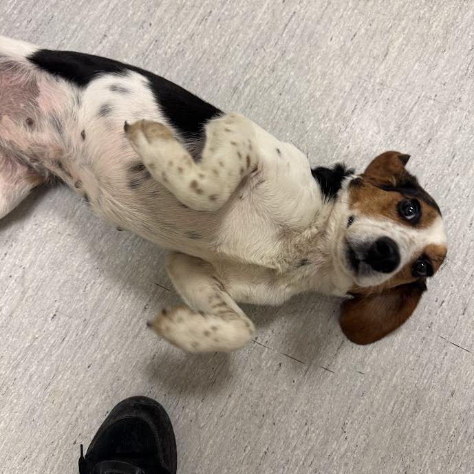 Enlarge Peanut, a Adoptable Beagle in Elizabeth City, NC image 1/6