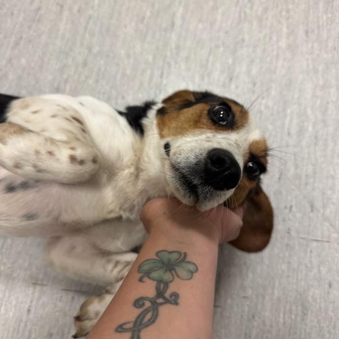 Enlarge Peanut, a Adoptable Beagle in Elizabeth City, NC image 2/6
