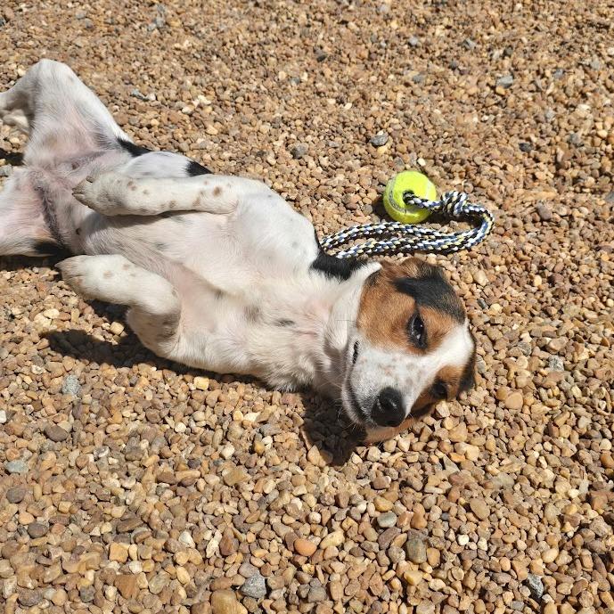 Enlarge Peanut, a Adoptable Beagle in Elizabeth City, NC image 3/6