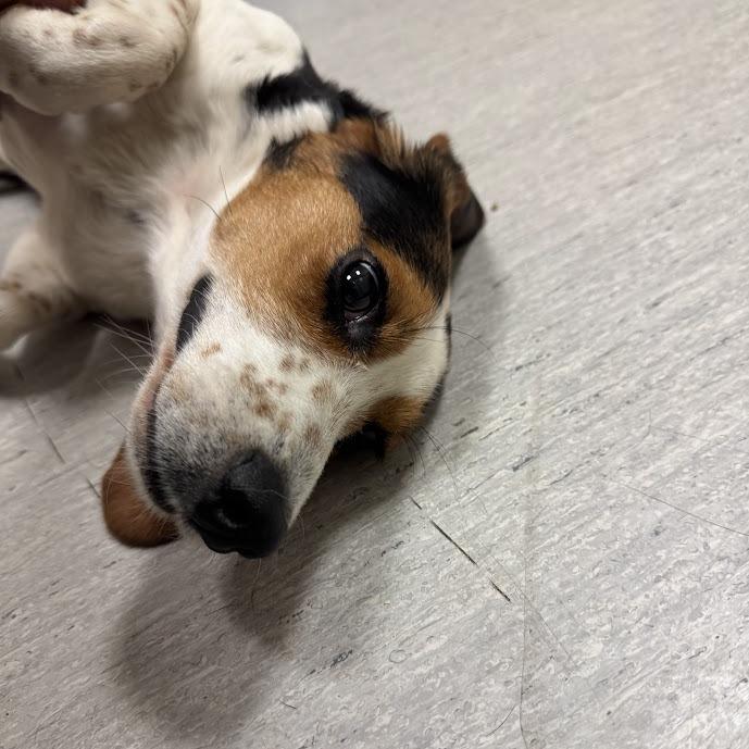Enlarge Peanut, a Adoptable Beagle in Elizabeth City, NC image 4/6