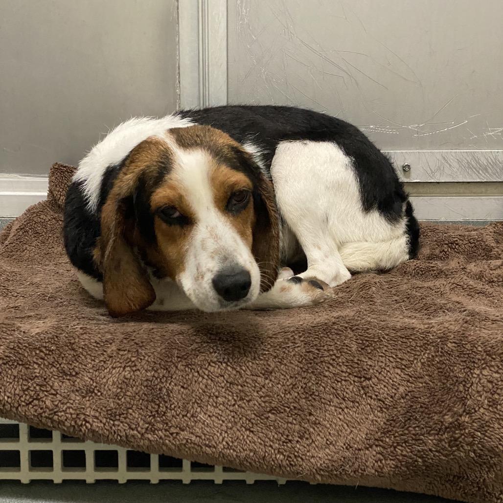 Enlarge Peanut, a Adoptable Beagle in Elizabeth City, NC image 5/6